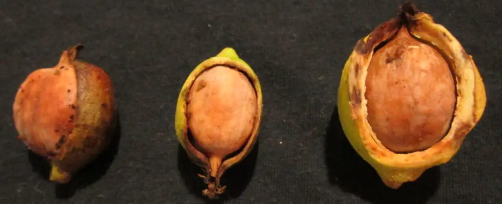 Pignut Hickory nuts